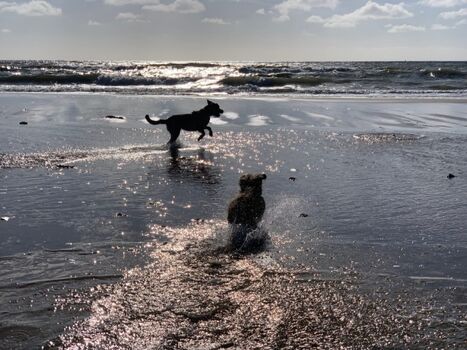 "Hunde" sind bei uns Welcome