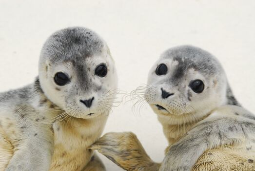 Besuchen Sie die Seehundstation Friedrichskoog
