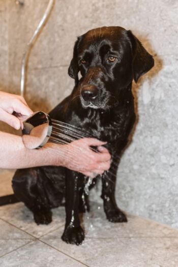 Eine Hundedusche im Eingangsbereich steht zur Verfügung