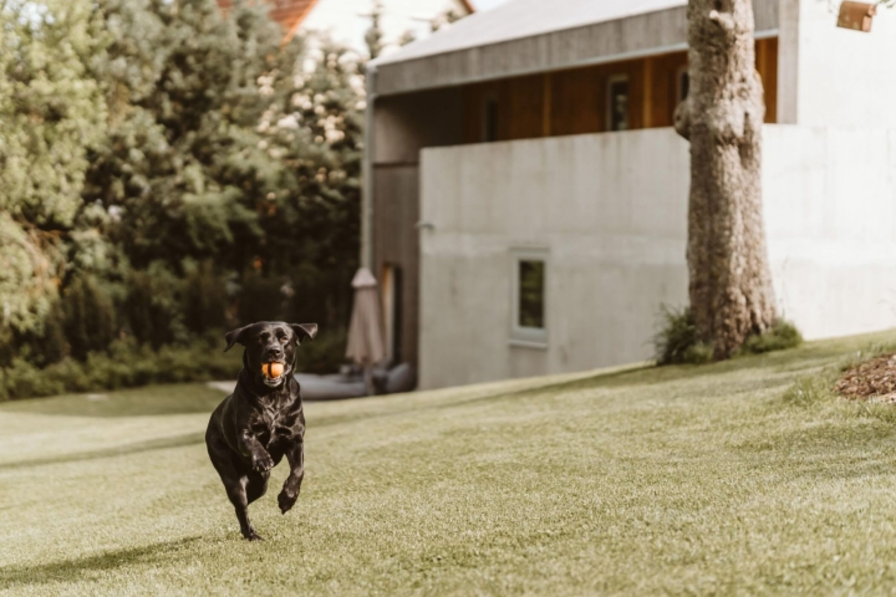 Hunde haben Spaß