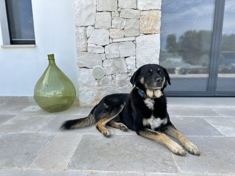 Findelhund Pippo ist der Namensgeber für diese Villa 