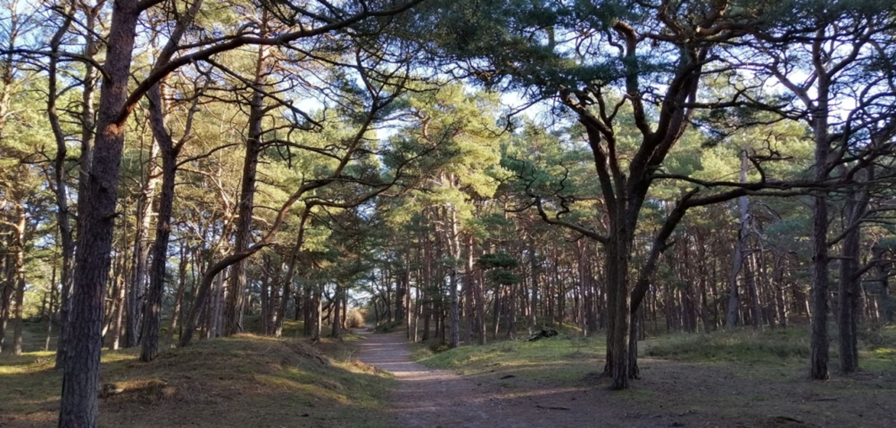Kieferwald auf dem Weg zum Strand von Juliusruh / Rügen