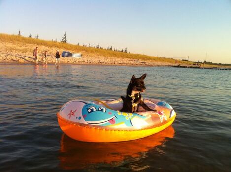 Pirat Zorro am Hundestrand