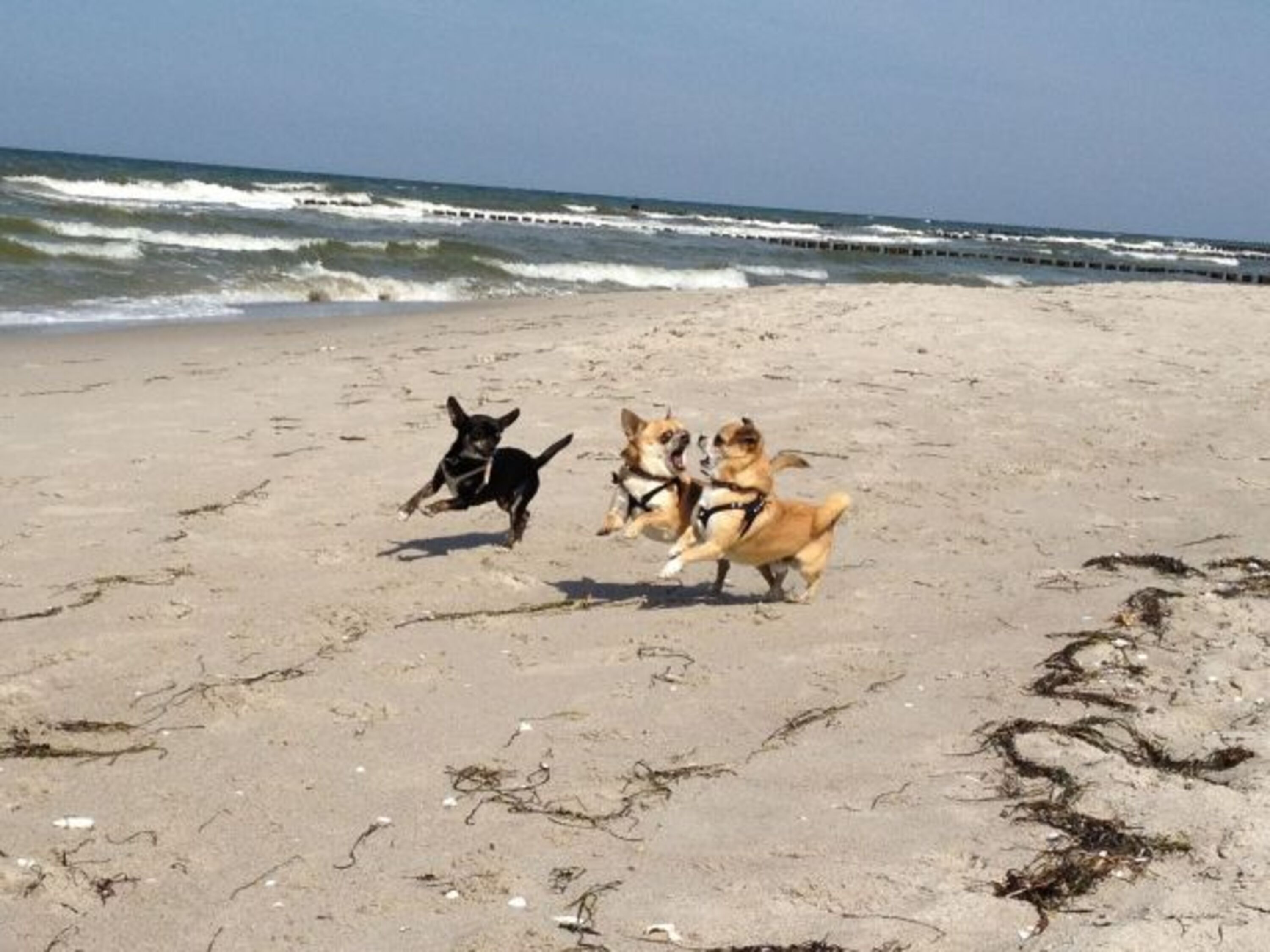 Ostsee-Hundestrand