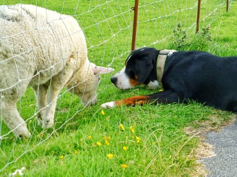 Ferienhaus Haubarg-Kieker Kloenschnack am Deich