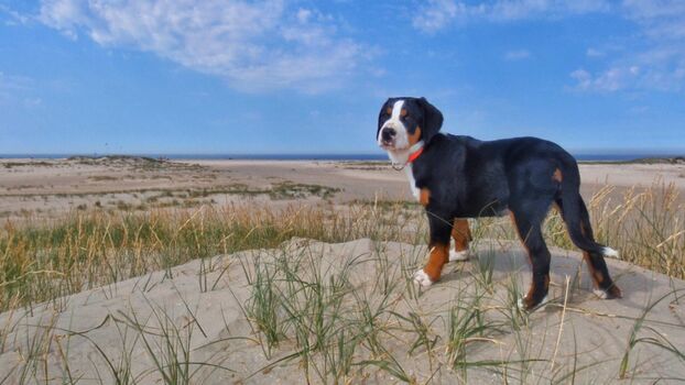 Ferienhaus Haubarg-Kieker Strandaufsicht