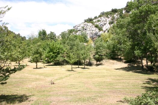 große Wiese zum spiel und toben