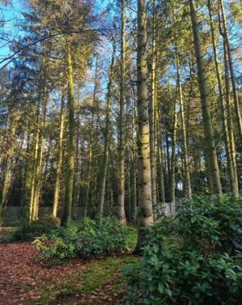 Naturbelassenes, 3500qm großes Waldgrundstück komplett 180cm hoch umzäunt
