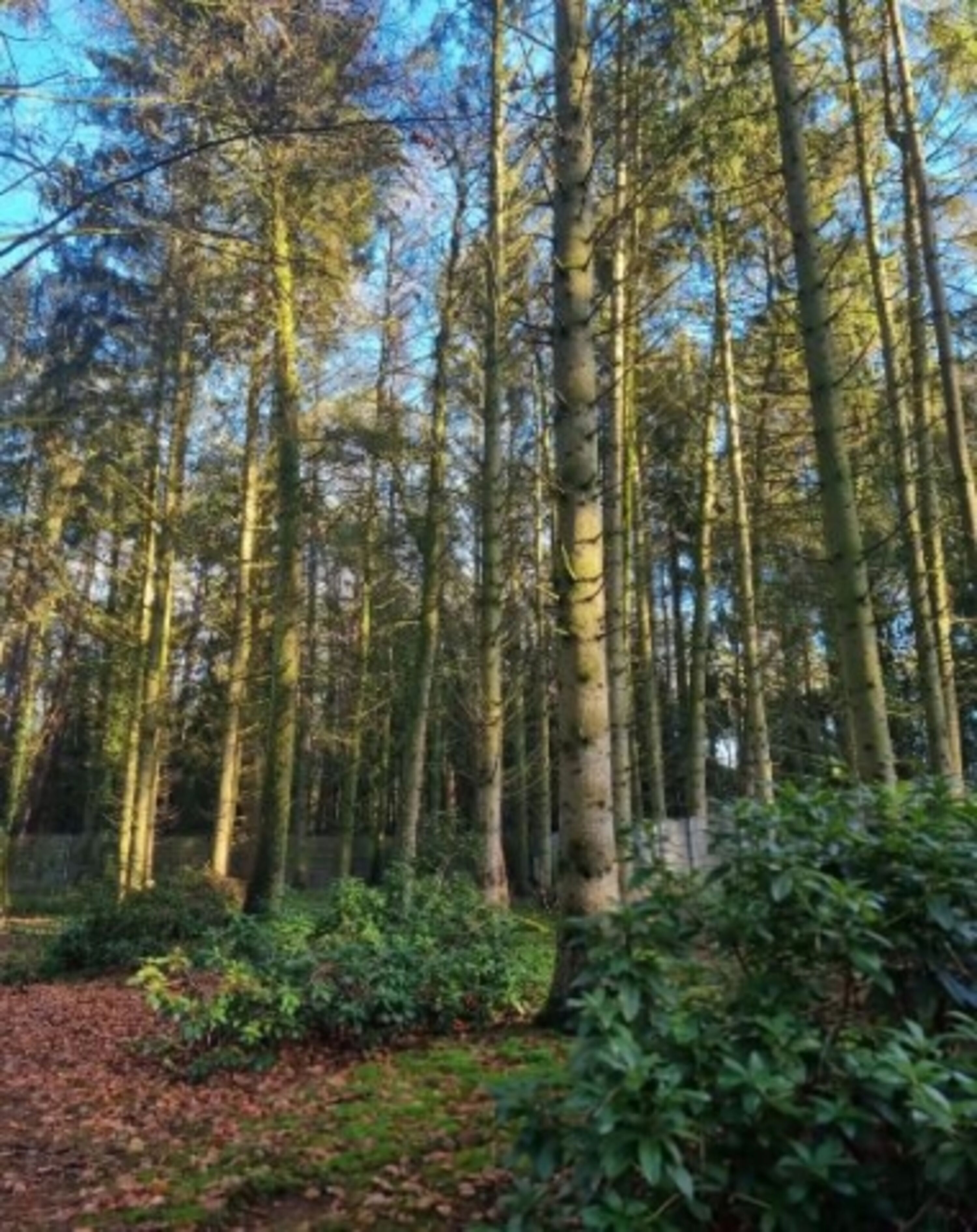 Naturbelassenes, 3500qm großes Waldgrundstück komplett 180cm hoch umzäunt