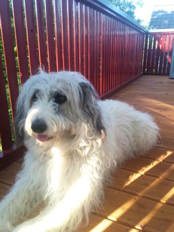 Für Hunde ebenfalls ein Traum