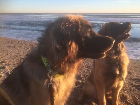 Ihre Gastgeberhunde Bjagi und Cajasi