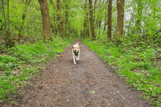 Tolle Wege laden zum Spaziergang ein !