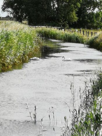 Umgebung, Natur, Salzwiesen