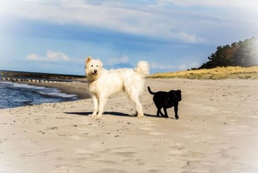 Ostsee Strand Impressionen