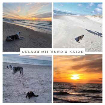 Mit Hund und Katze ins Ferienhaus Ostseehund