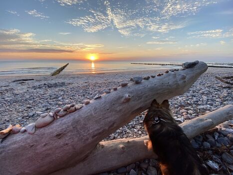 Jimmy am Strand von Ahrenshoop