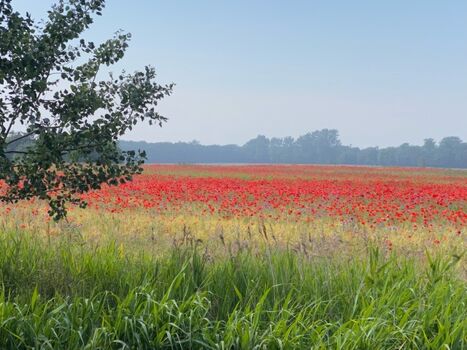 Wald und Feld sind auch in unmittelbarer Nähe
