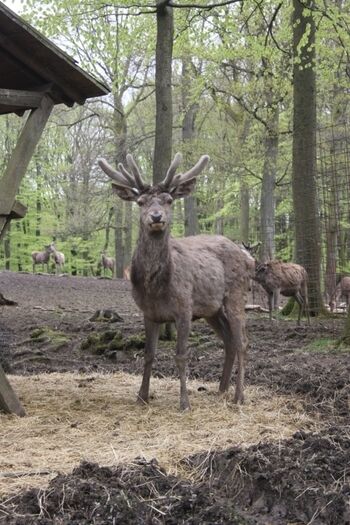 Wild- und Erlebnispark Daun