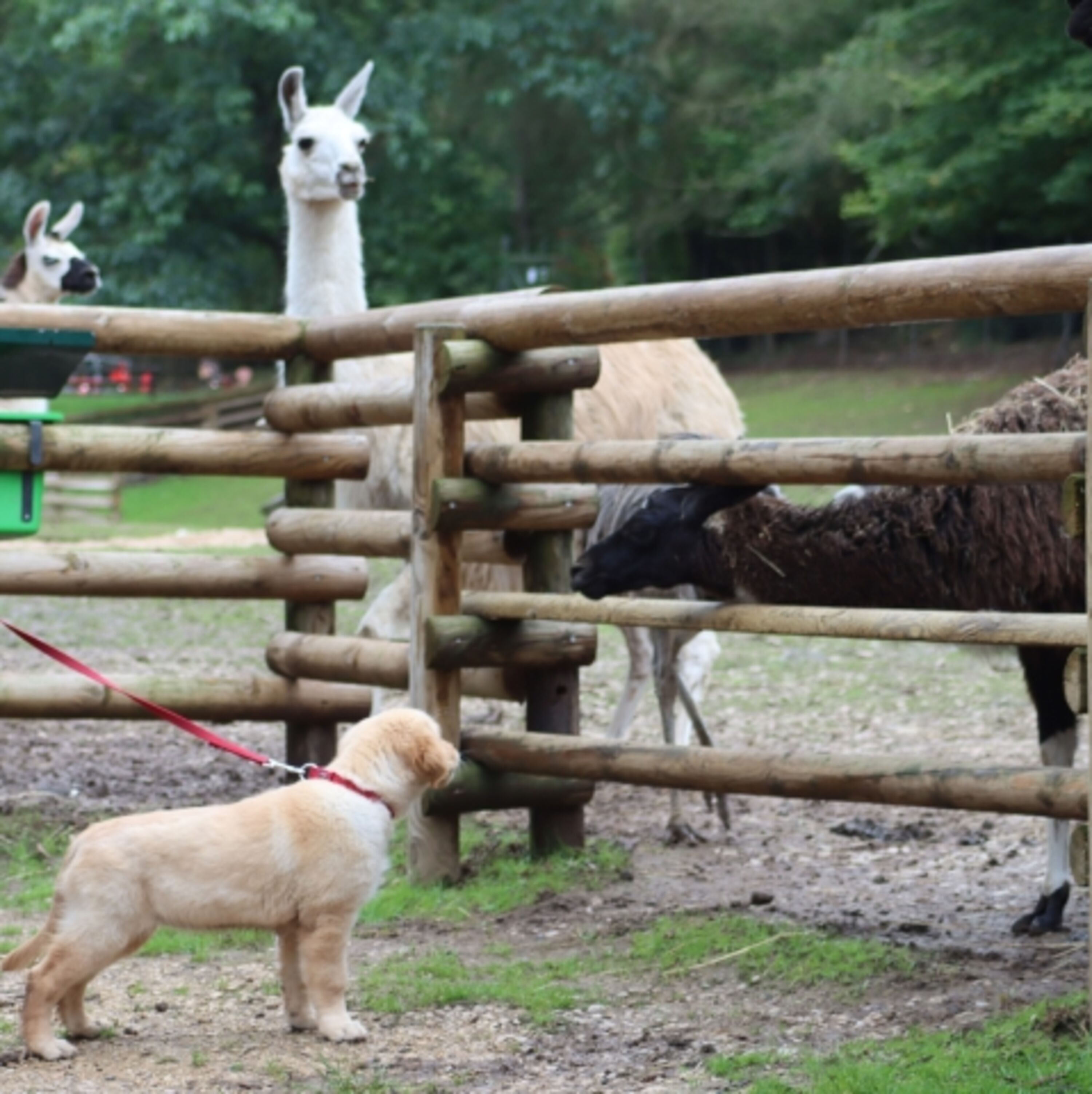 Eifelzoo Lünebach
