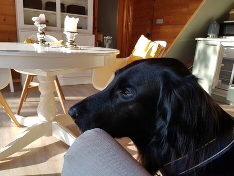 ob groß oder klein, alle Hunde sind Willkommen 