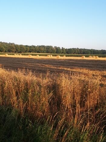 Spätsommer in Güster