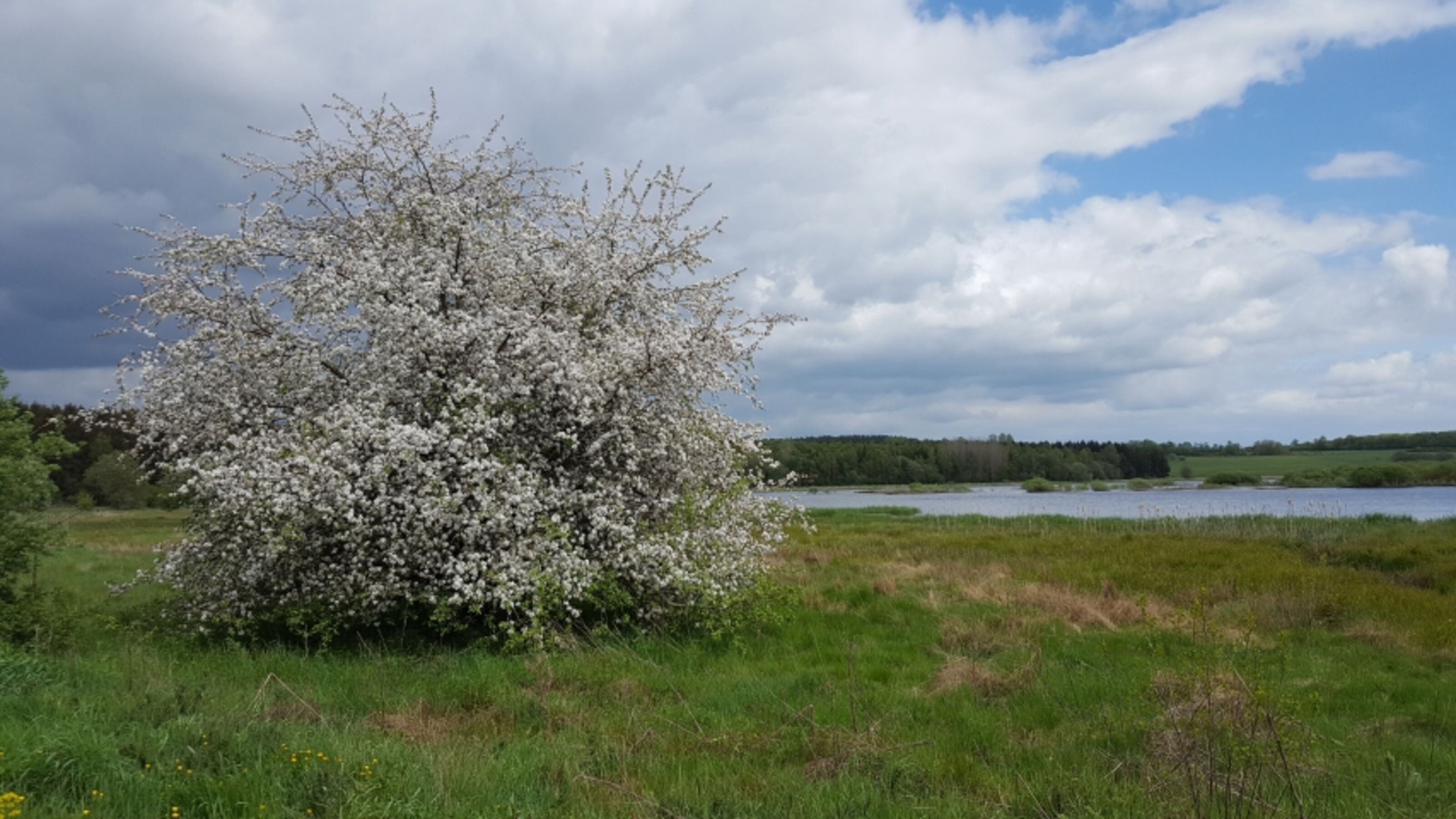 Der Jungferweiher
