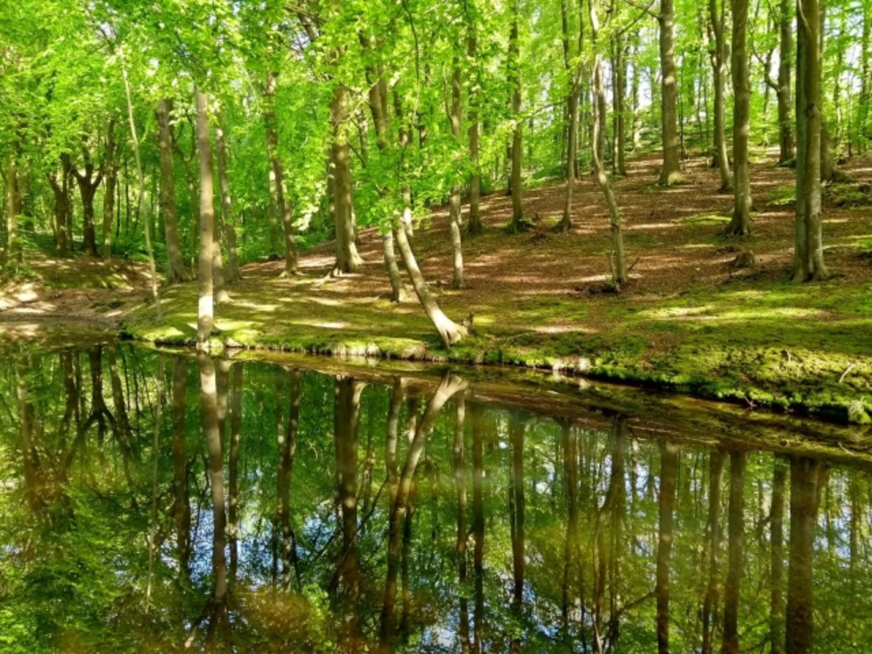 Rügen-typischer Buchenwald