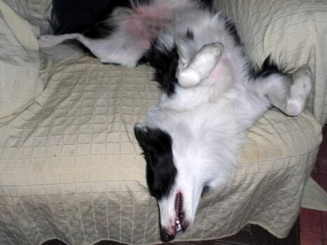 Ferienwohnung Ufer St. Peter-Ording, Urlaub mit Hund:  Merlin beim Relaxen