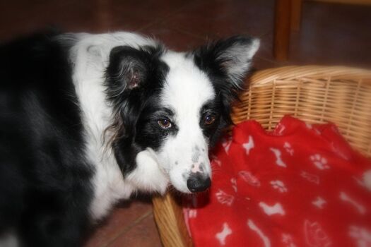 Ferienwohnung Ufer St. Peter-Ording, Urlaub mit Hund:  Merlin vorder Mittagsruhe