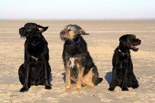 Die DREI von der Sandbank