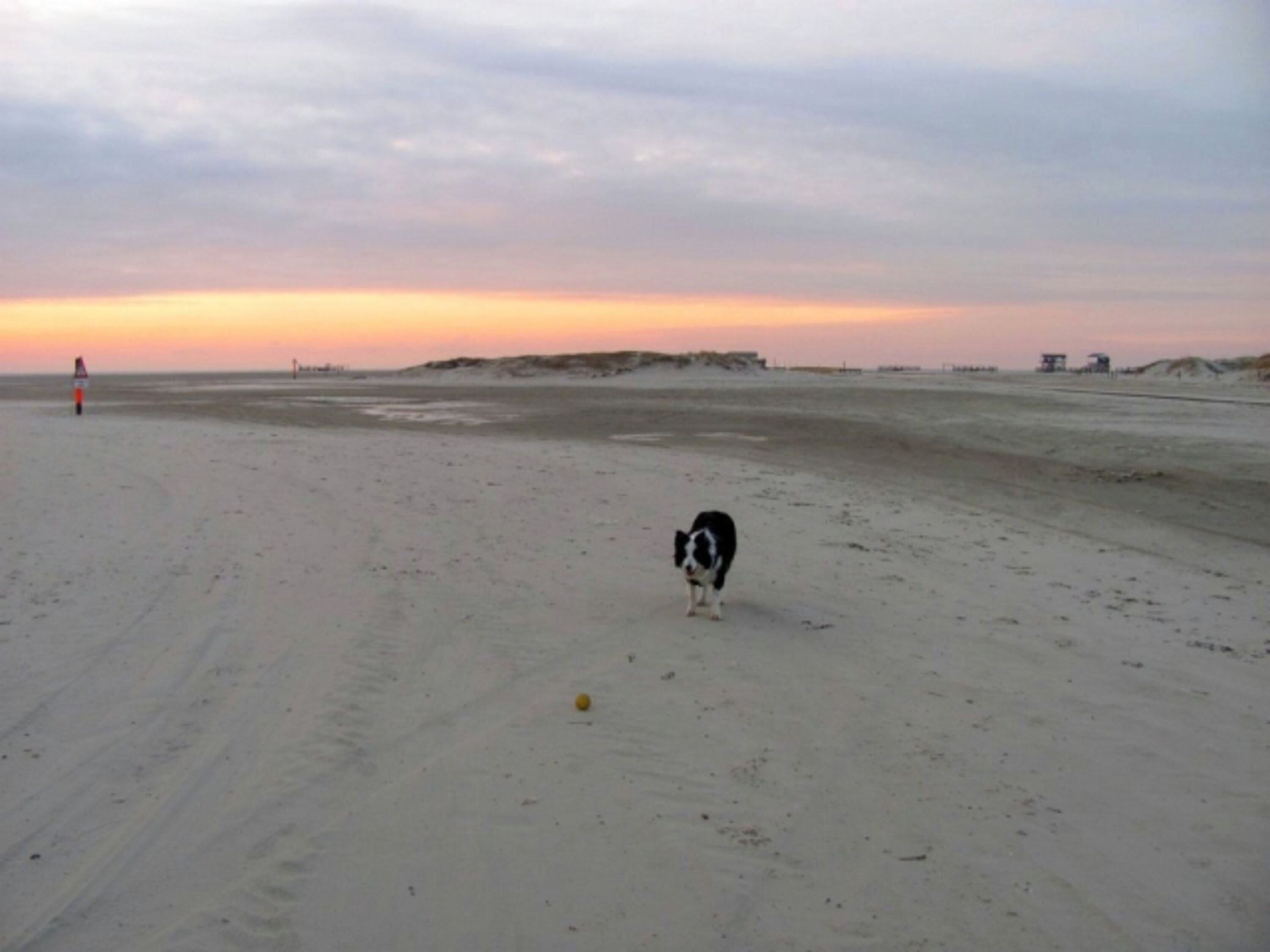 Ferienwohnung Ufer St. Peter-Ording, Urlaub mit Hund: Merlin Am Strand