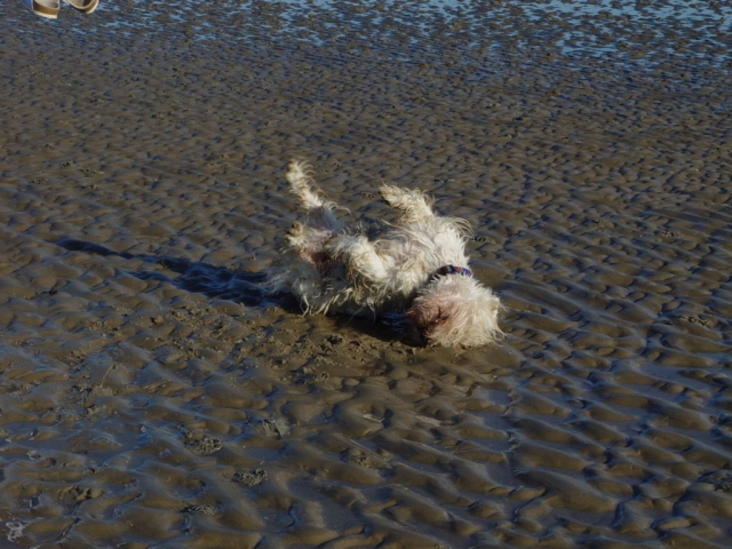 Ferienwohnung Ufer St. Peter-Ording, Urlaub mit Hund: Apollo freut sich