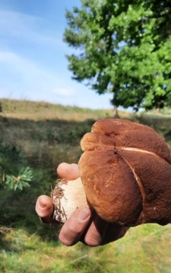 Die sind hier reichlich 