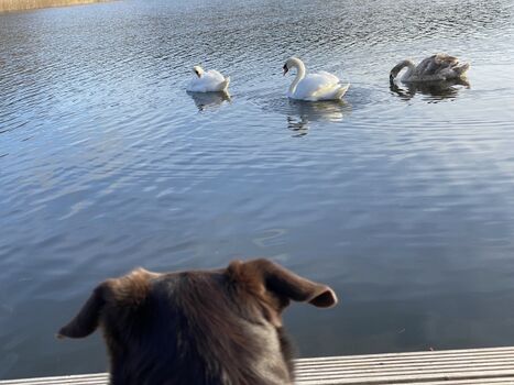 was geht da im Hundekopf ab?