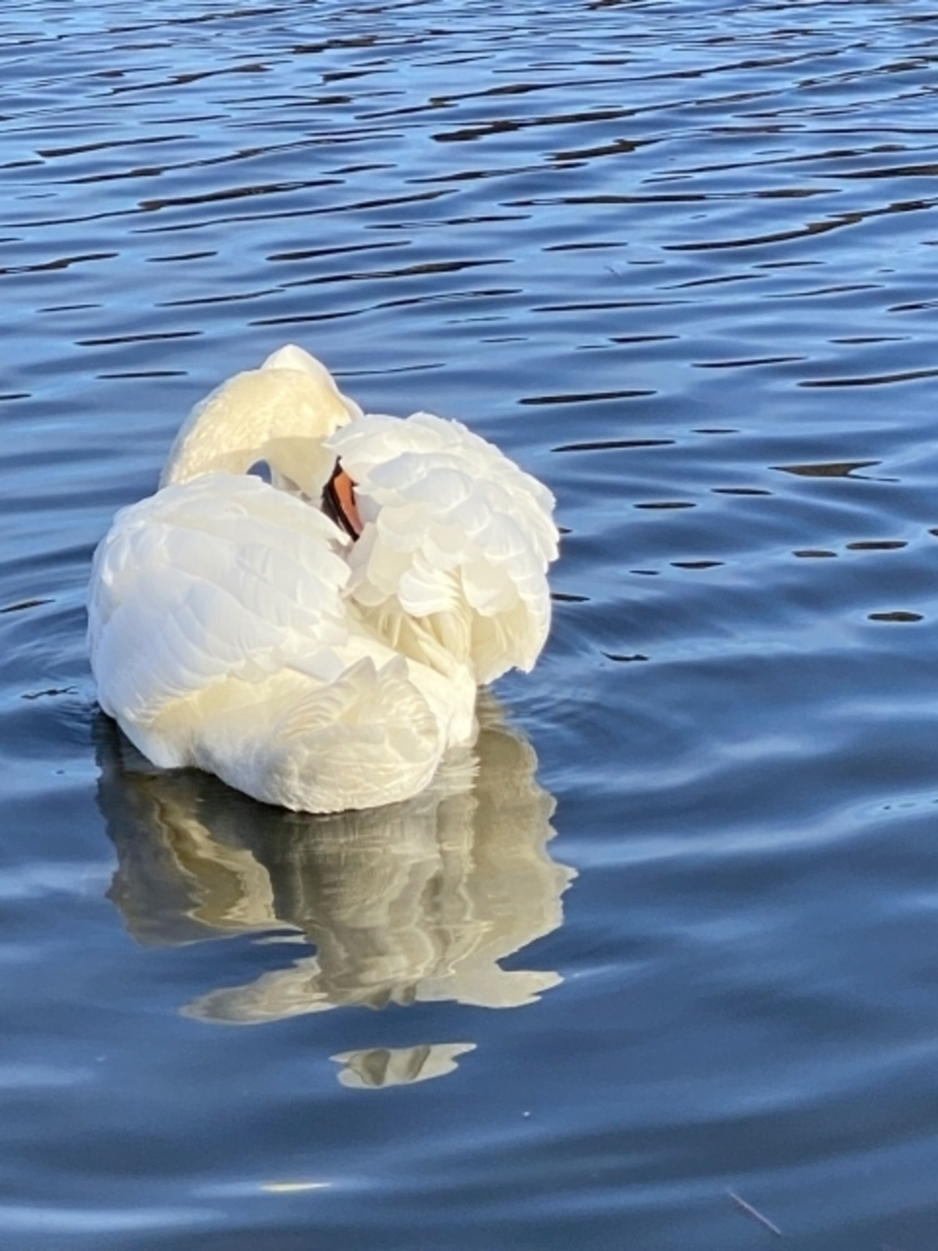 auf dem Vielzsee