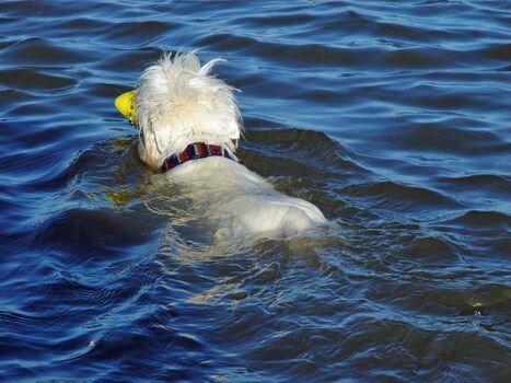 Schwimmen in der Nordsee ist auch für Hung gesund
