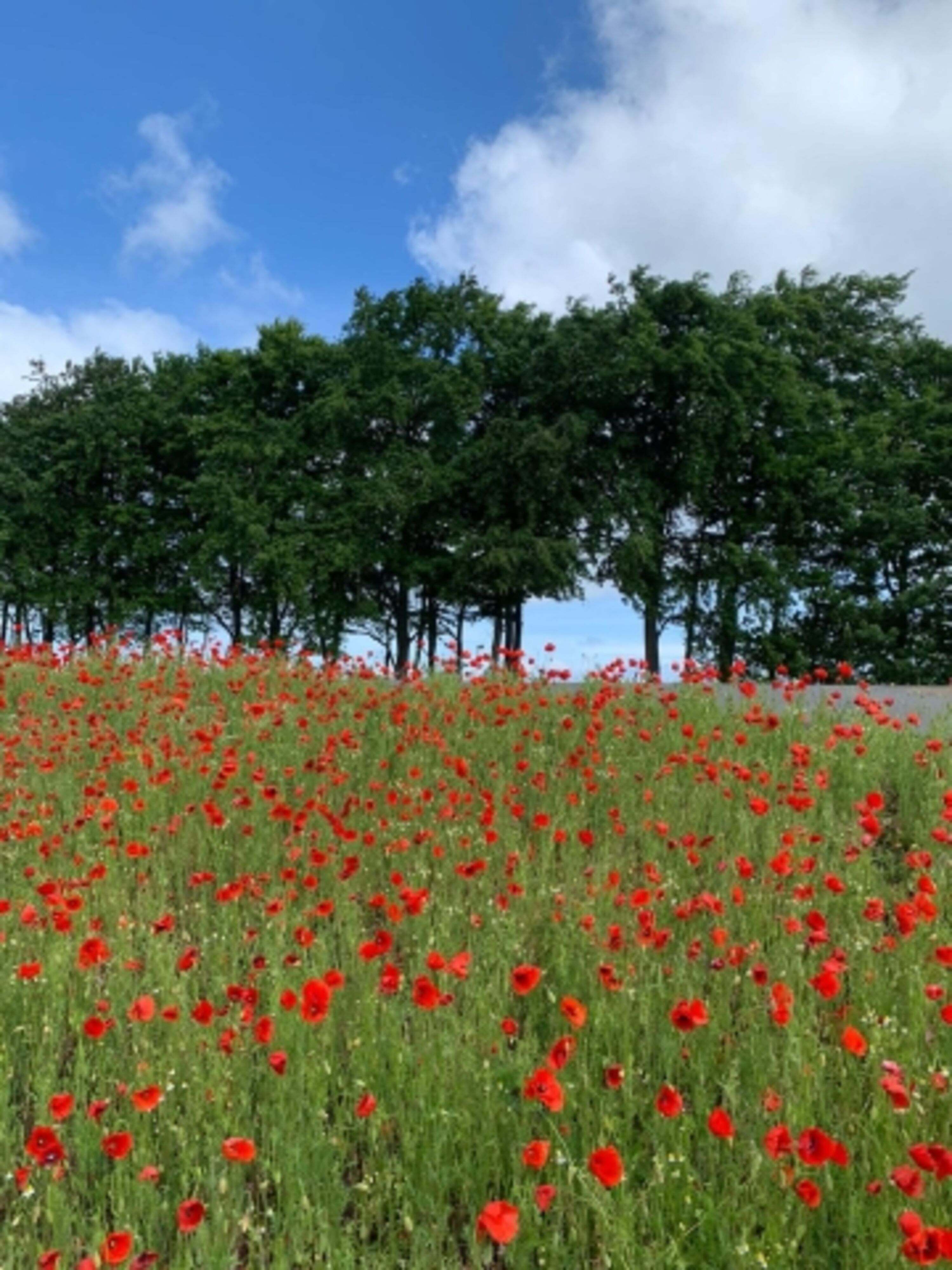 Mohnblumen am Deich 