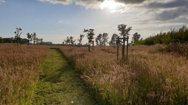 Suchspiele mit Hund auf der weitläufigen Hundewiese