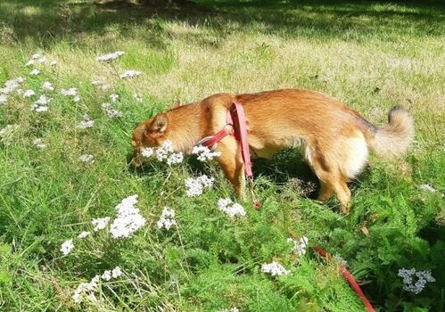 Auf der Wiese neben dem Haus