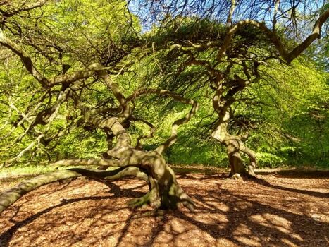 Märchenwald bei Lietzow