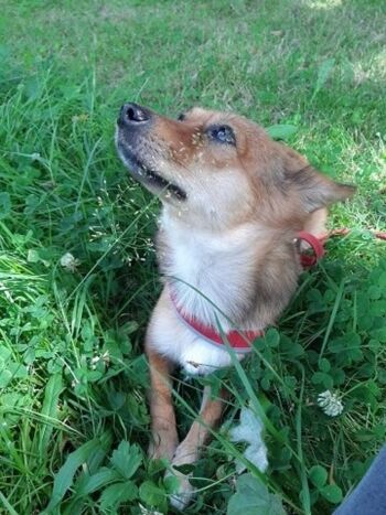 Ein Paradies für Hunde (und ihre Menschen!)