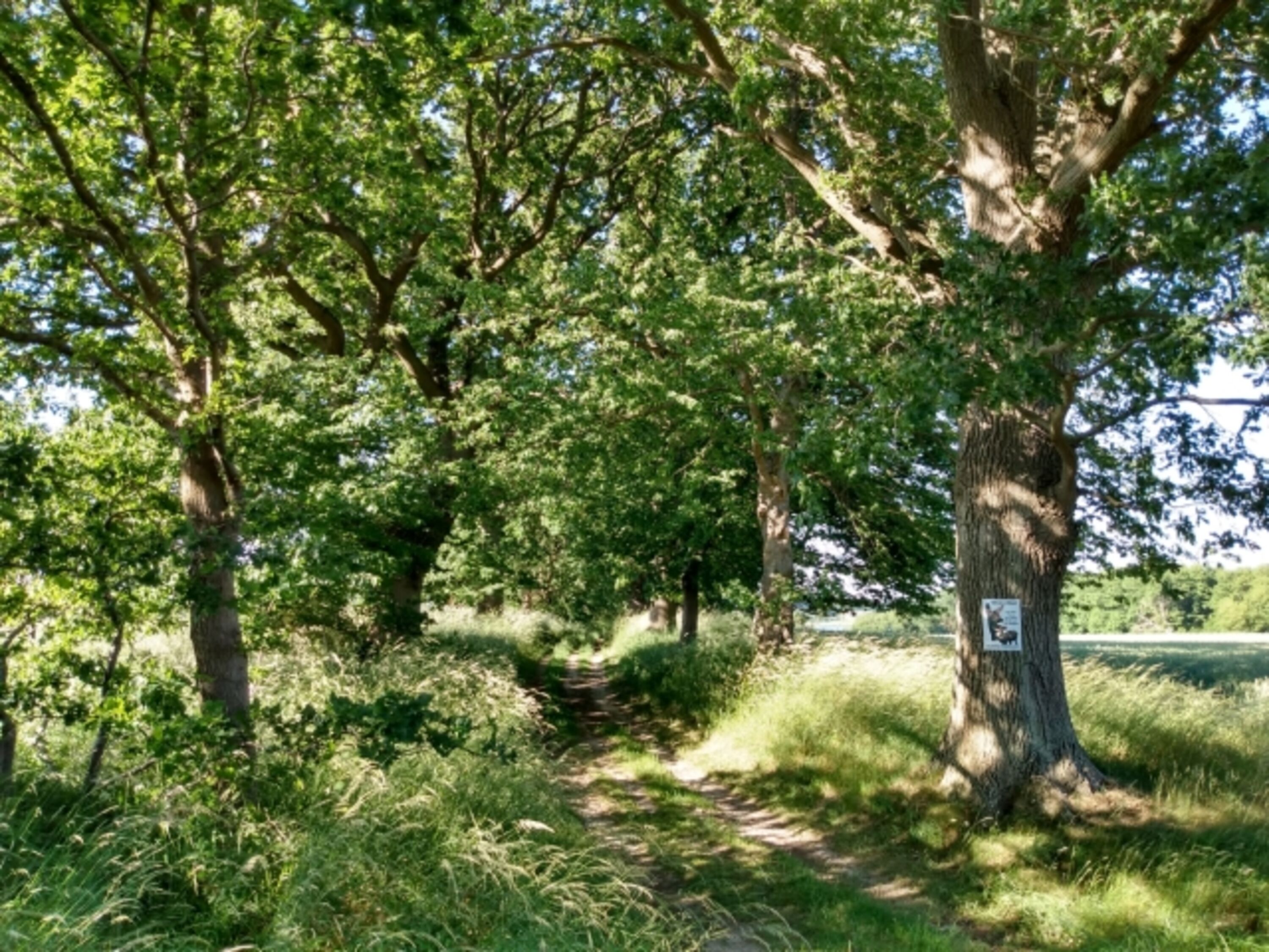 Rügener Allee als Spazierweg übers Feld