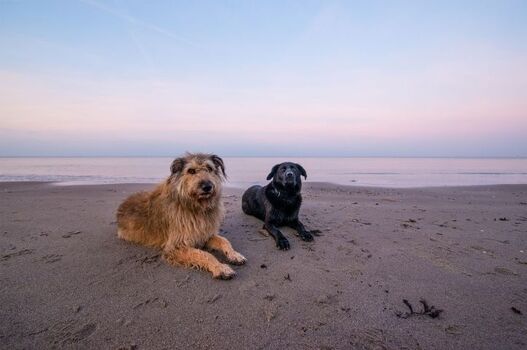 Mit Hund an die Ostseeküste