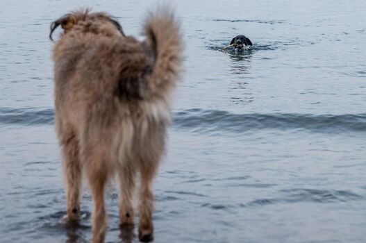 Mit Hund an die Ostseeküste