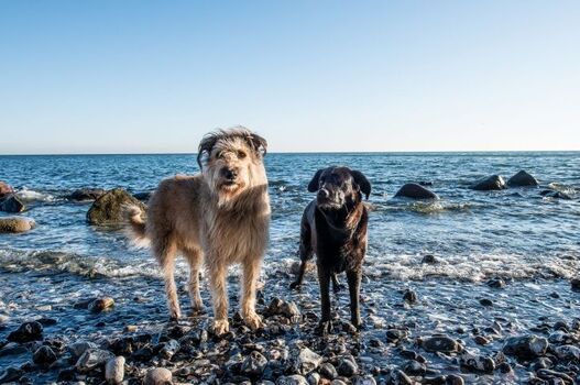 Mit Hund an die Ostseeküste