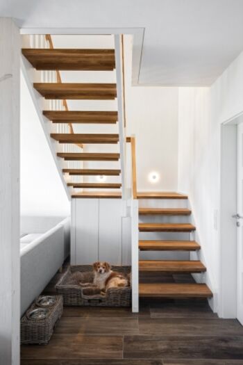 Die Fellnase hat alles im Blick