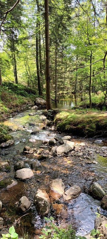 immer wieder kleine Bäche