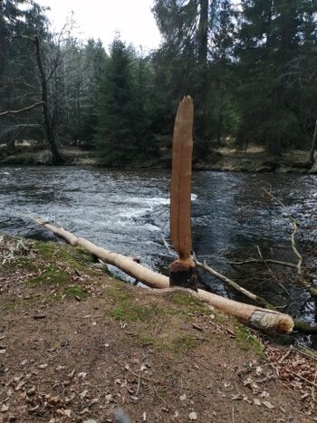 Regenfluß - Bibergebiet