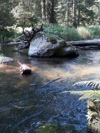 Bademöglichkeit im Fluß