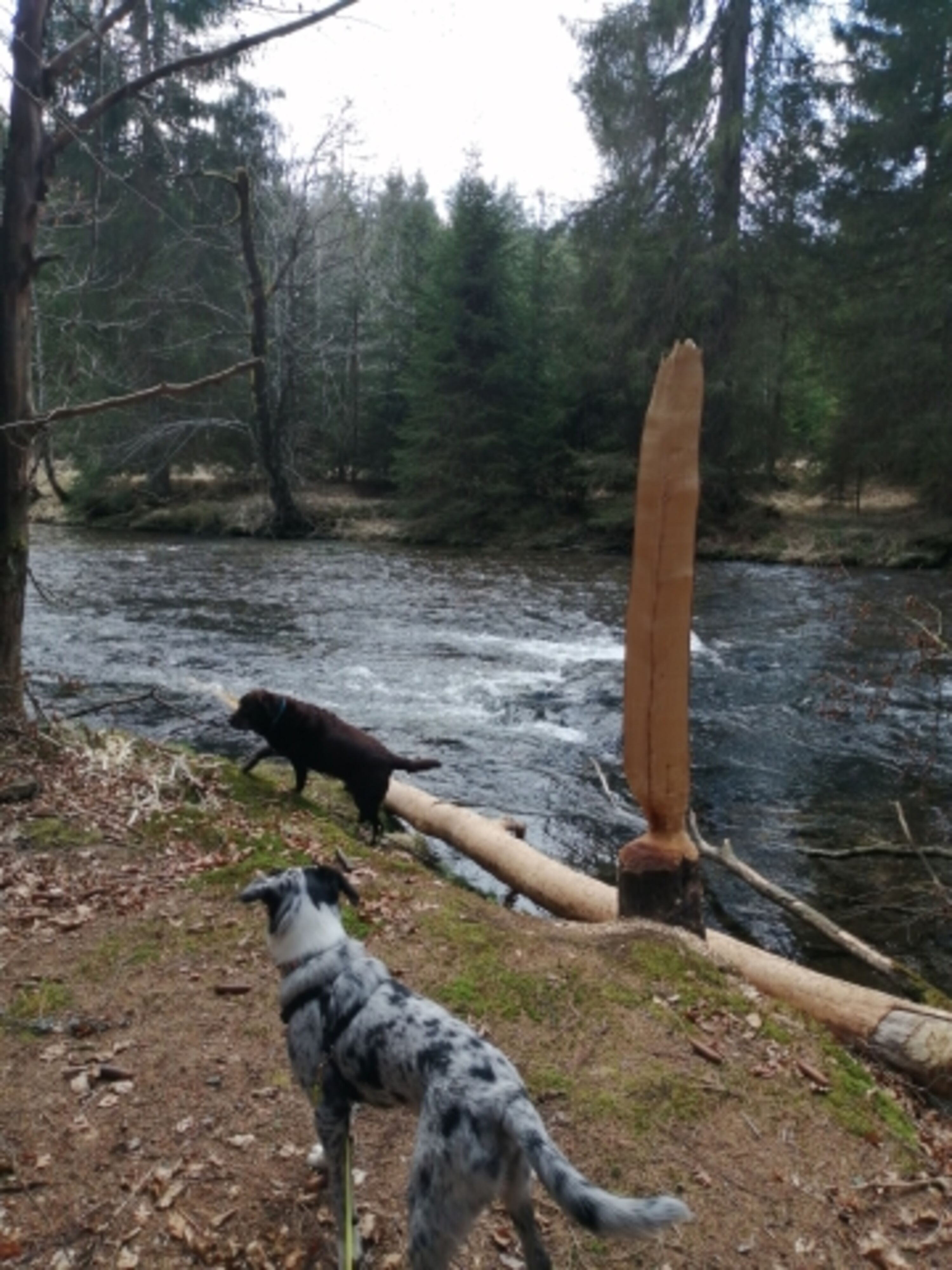 Flußwanderun